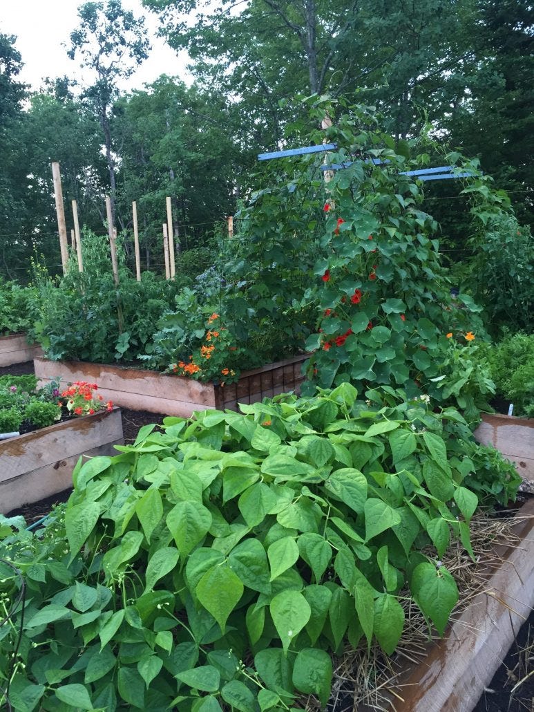 Why I Use Square Foot Gardening Techniques | by Grindle Creek Homestead ...