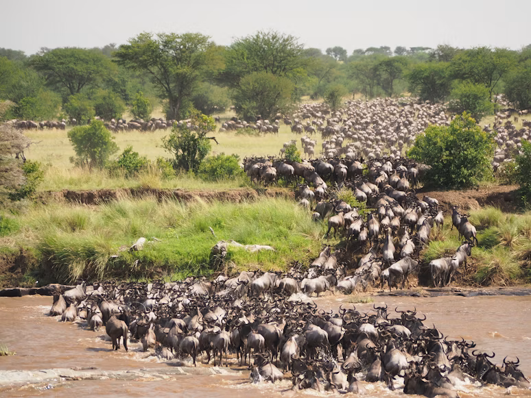 Wildebeest