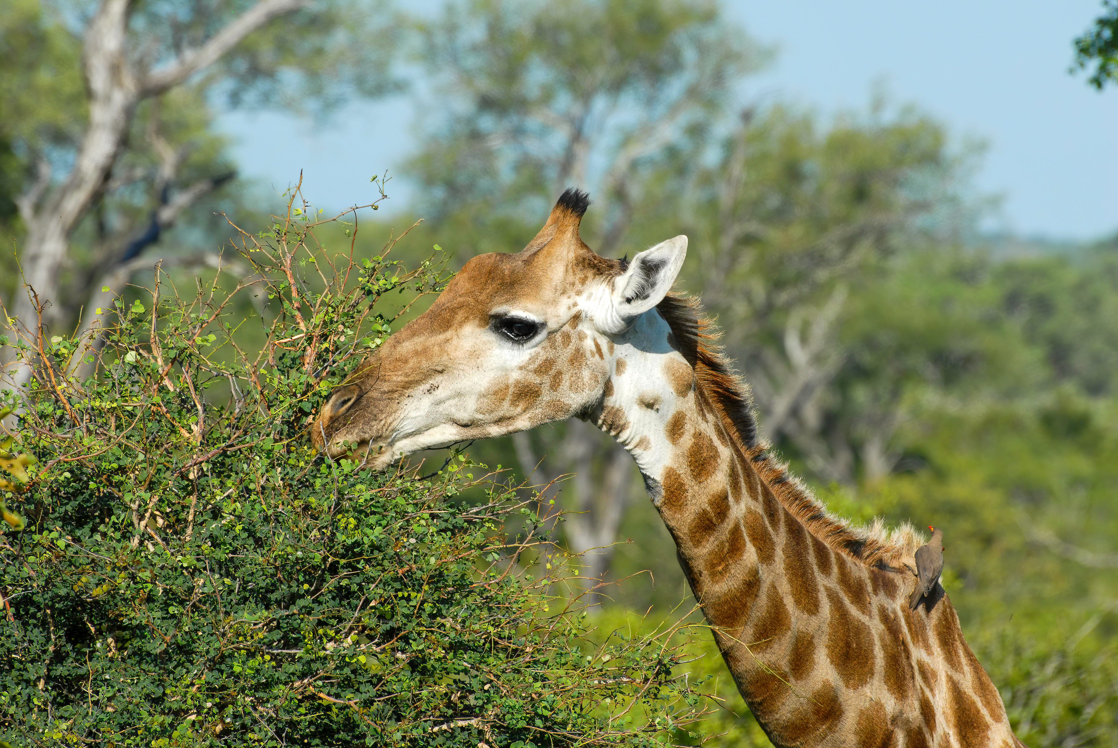 Mingling with Giraffes on the South African Savanna | by Erika