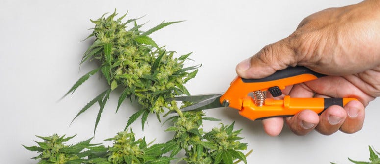 What type of trimming shears? - GrowWeedEasy.com Cannabis Growing Forum