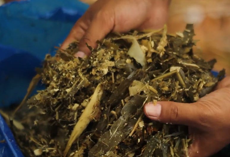 Bahan untuk Membuat Silase Pakan Kambing Lengkap!