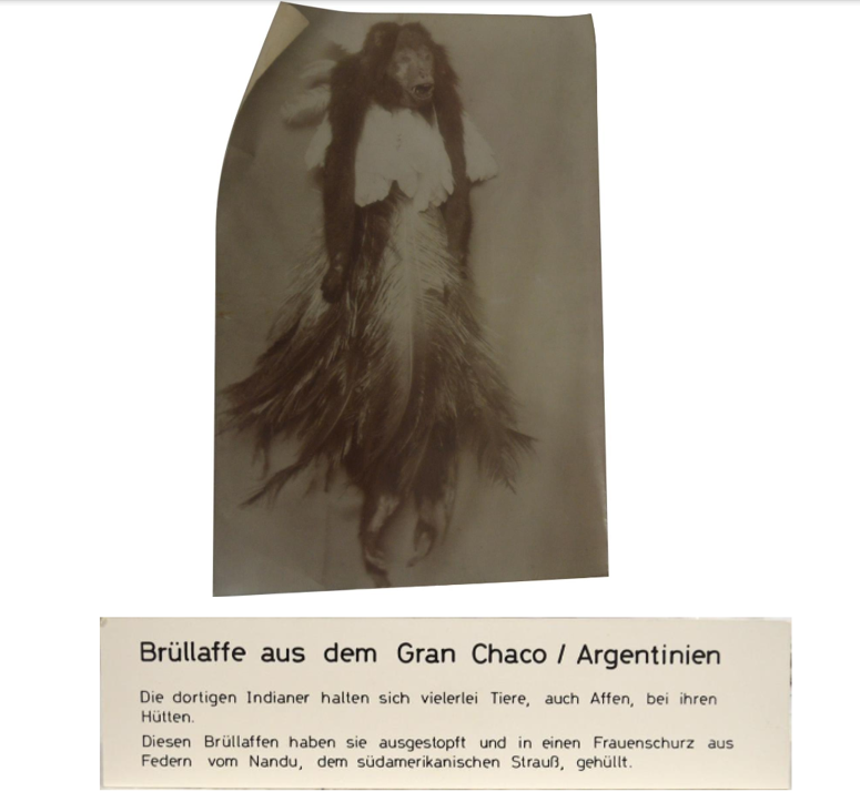 Photo of the mummy taken in the late 1800s with the feather collar beneath the armpits and label accompanying the mummy. Translation: A howler monkey from the Gran Chaco, Argentina. The local Amerindians keep many animals, including monkeys, near their huts. They stuffed this howler monkey and wrapped it in a woman’s dressing gown made of rhea, the South American ostrich feathers. Credit: Urbani et al. 2026