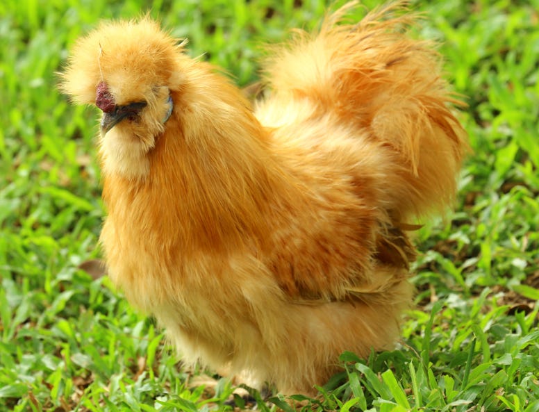 Can bantams breed with normal chickens? Sweeny jane Medium