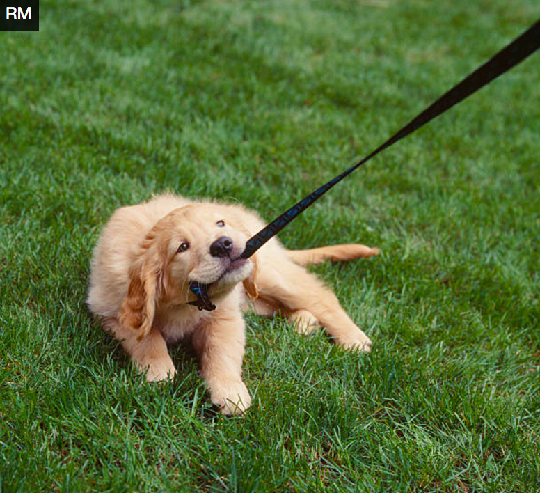 Tu perro muerde la correa cuando sale a pasear? Soluciónalo YA | by  DogCrowd | Medium