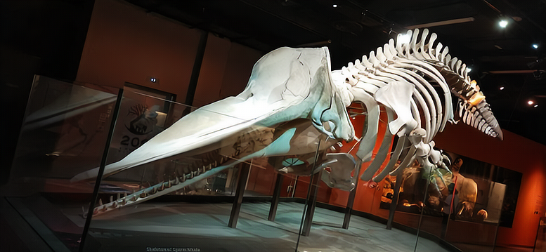 The entire skull is a giant noise machine. (Author via Metropolitan Museum of Art)