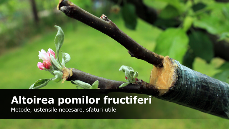Altoirea pomilor fructiferi — metode, ustensile necesare si sfaturi utile |  by Verdon.ro | Medium