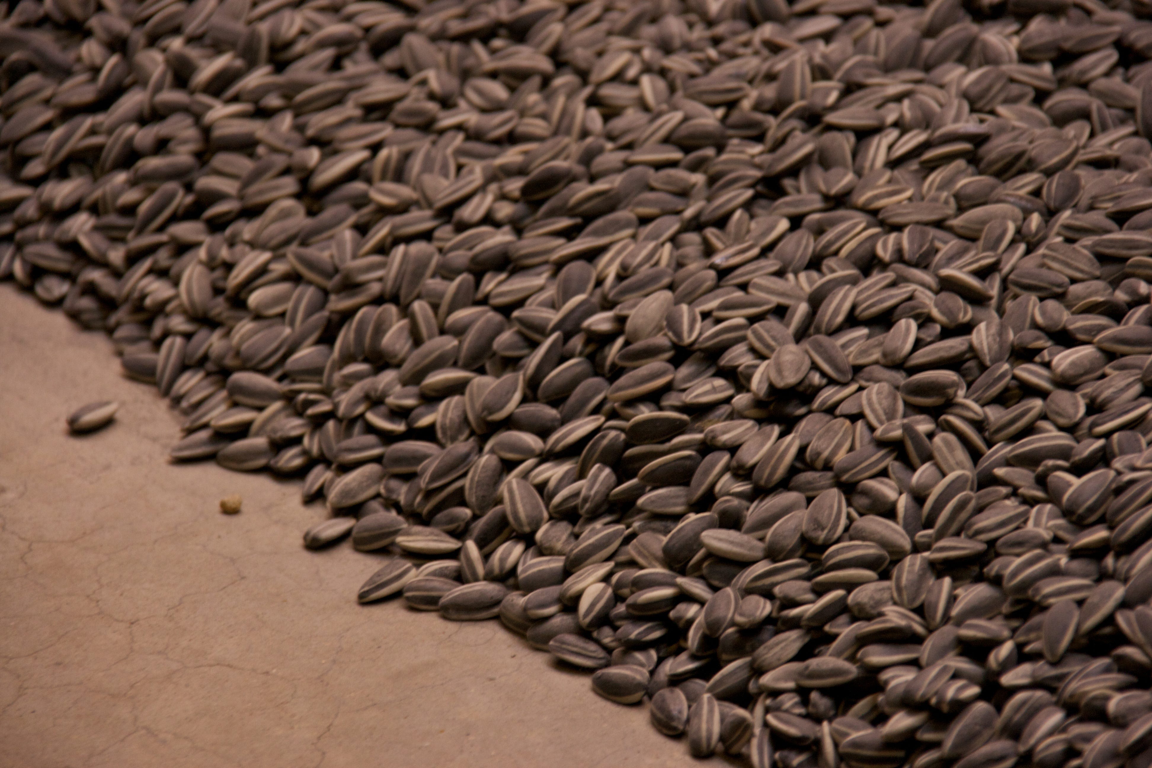 Семена подсолнечника. Ай вэйвэй семена подсолнечника инсталляция. Коробка для хранения семян. Семена овощей. Хранение семечек.