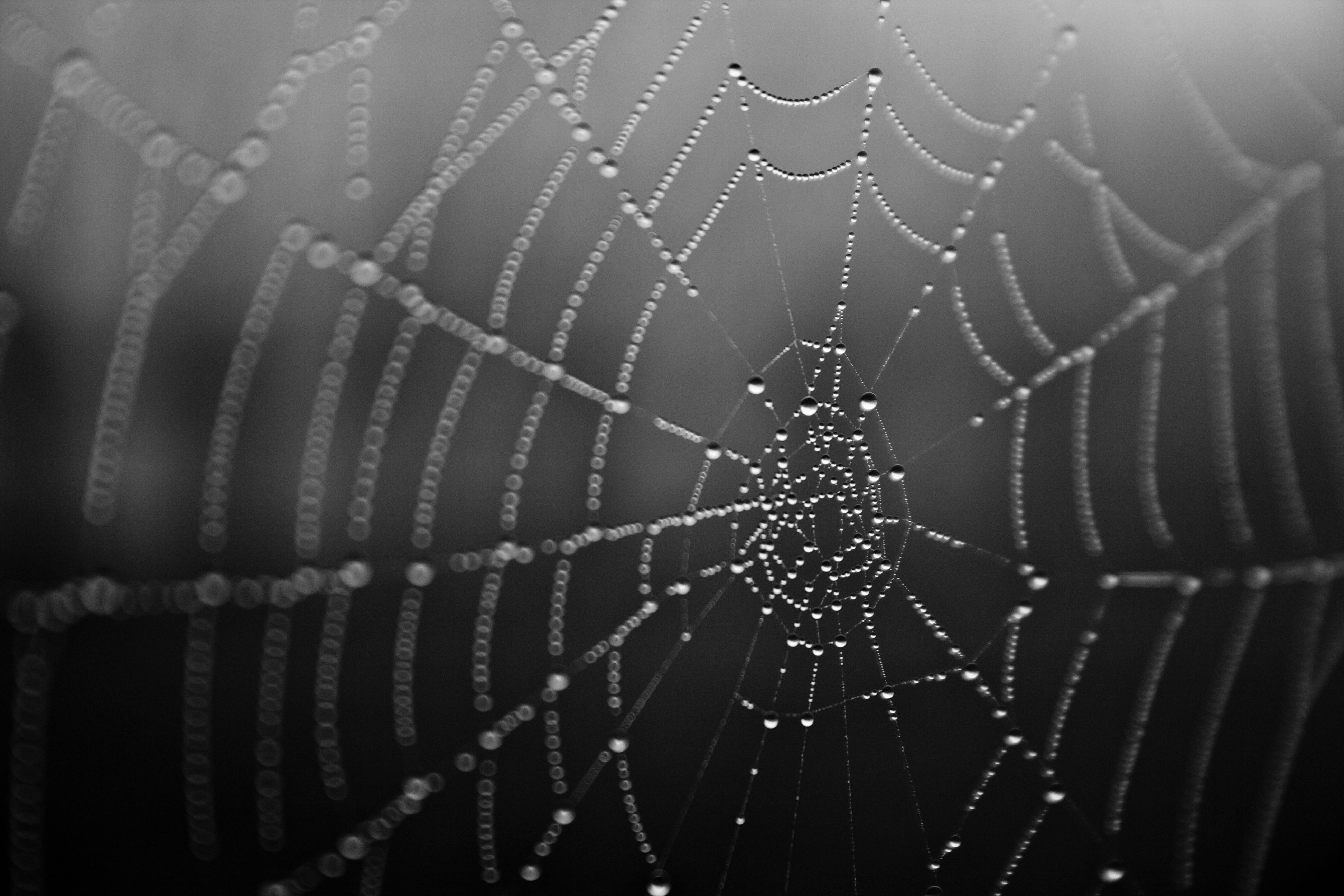 The Spiderweb Strategy. Why it's OK if some of your projects