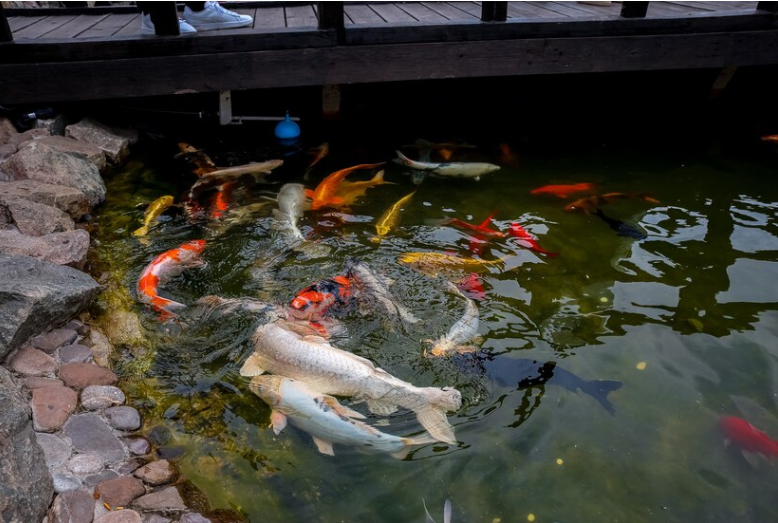 Heat Pumps For Koi Ponds Maintaining Temperature YearRound by GC