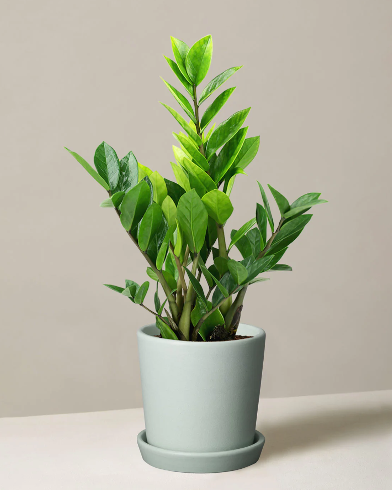 Easy plants to grow inside (indoor plants easy to maintain) by Monica