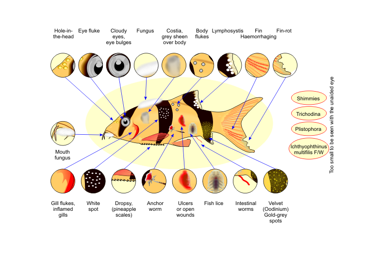 Common Fish Diseases & Caused Reasons by Bonnie Medium