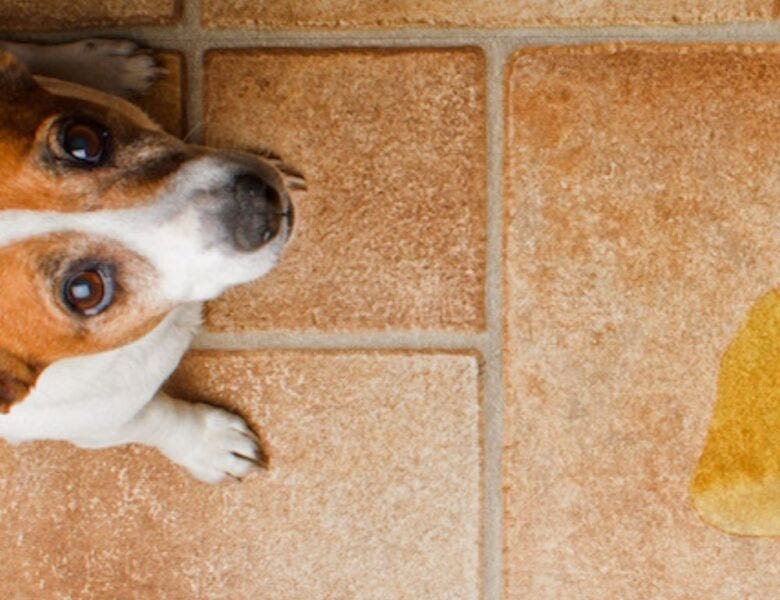 What happens if a dog drinks human pee? by Shili Imed Medium