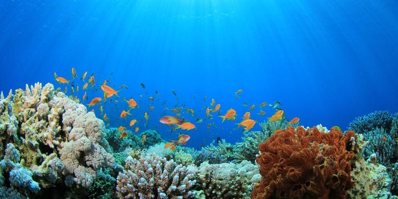 Ilmuwan Mempelajari Kesehatan Karang di Kepulauan Assomption Dengan Data Logger Water Temp Pro