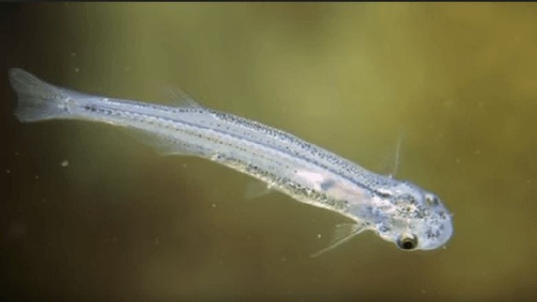 A Deadly Little Catfish from Amazon
