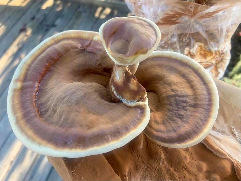 A Look Into the Health Benefits of Ganoderma Lucidum (Reishi Mushroom