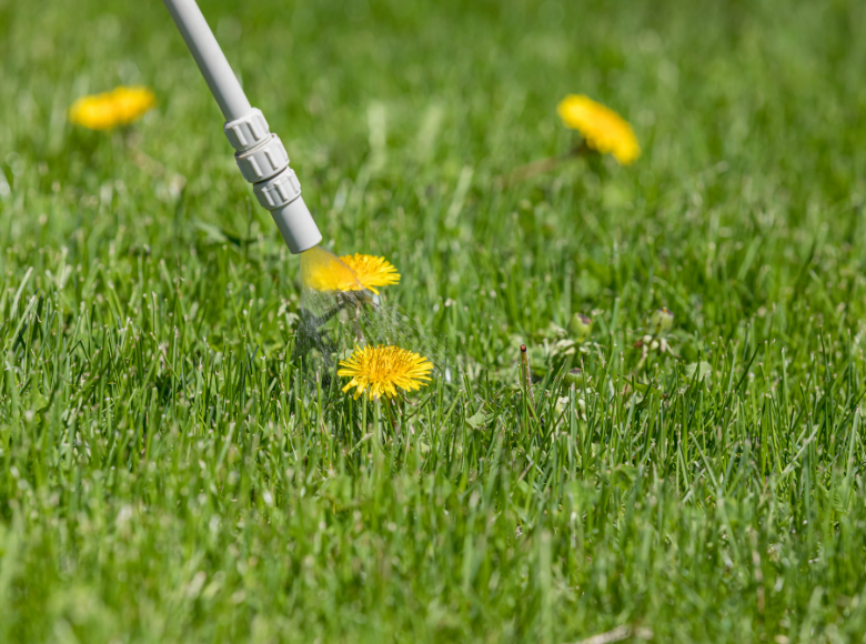 Top Ways To Kill Weeds Permanently In Your Garden by EDEN Medium