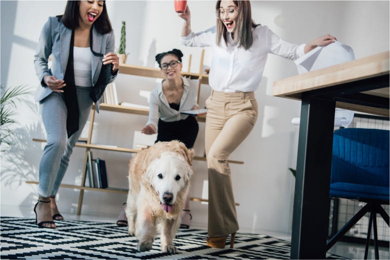 Pets in the office boost productivity | by Rubenius Interior Wellbeing ...