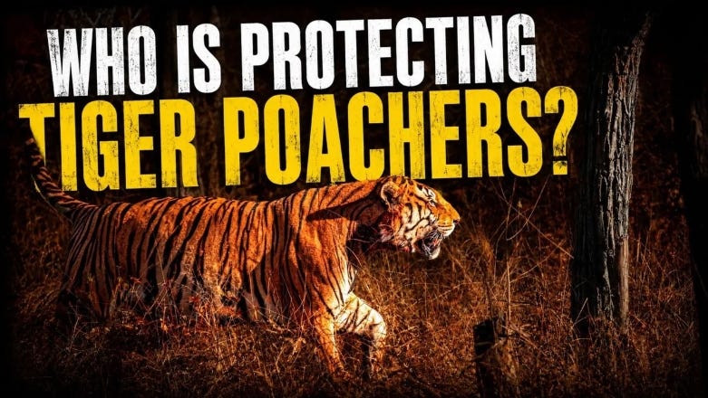 Two young tigers were found dead. Their paws had been severed in Uttarakhand, India