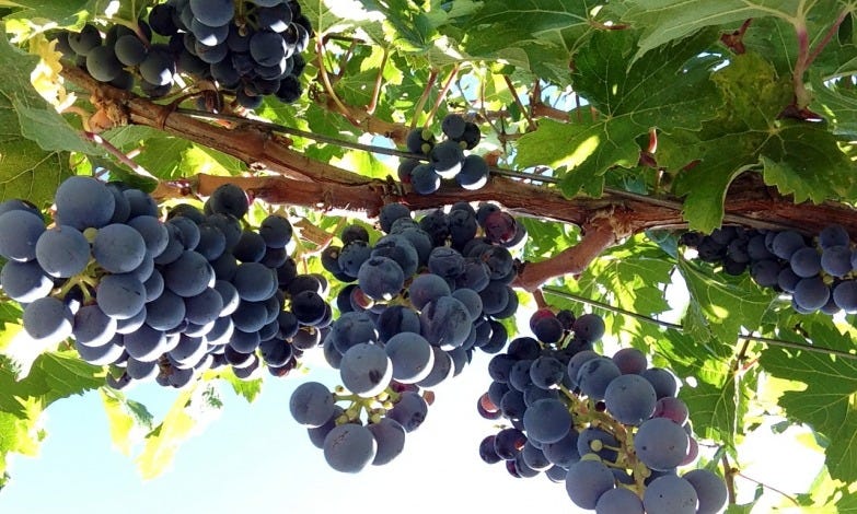 USATT 2018 Exhibitor Story : Azienda Agricola Spadafora