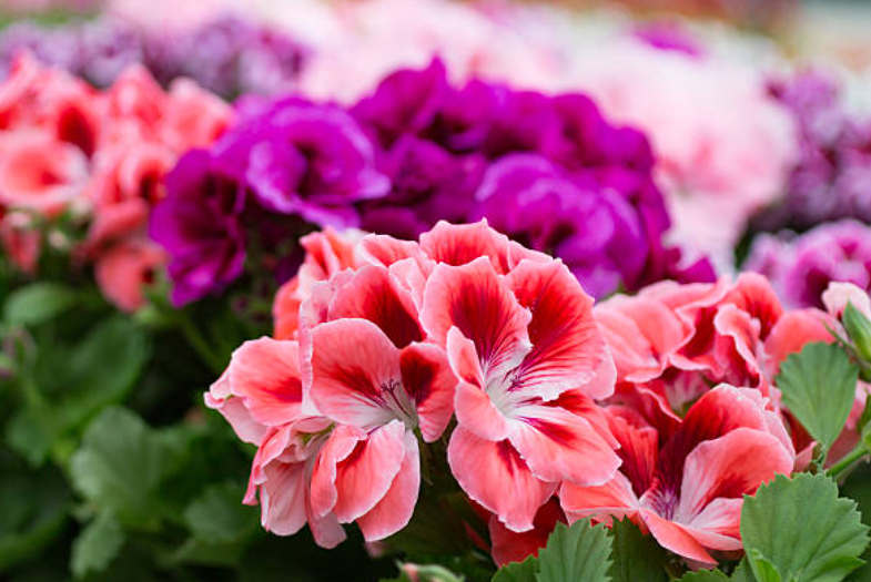 How Often Do You Water Geraniums 5 Easy Steps daisy Medium