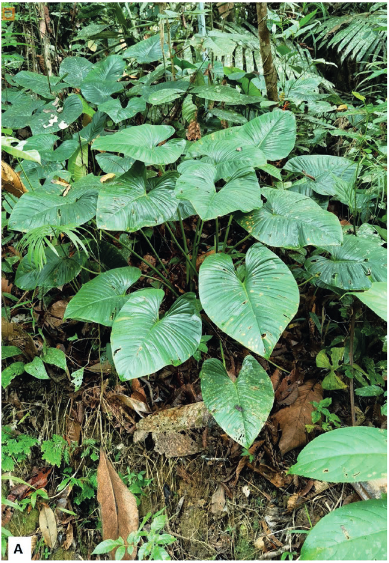 Homalomeneae (Araceae) of Borneo XXX — Homalomena atlas [Hanneae Complex] a new species from the…