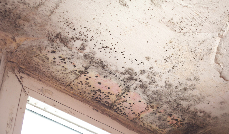 Black Mold Unveiled: Identifying and Treating the Most Dangerous Mold  Species, by Jessica Levine