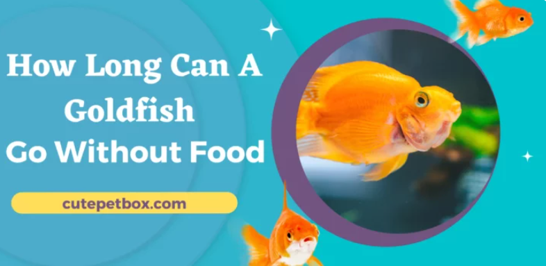 Stunning How Long Can Goldfish Go Without Eating Background Art Stunning How Long Can Goldfish Go Without Eating Background Art