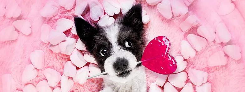 Valentine’s special