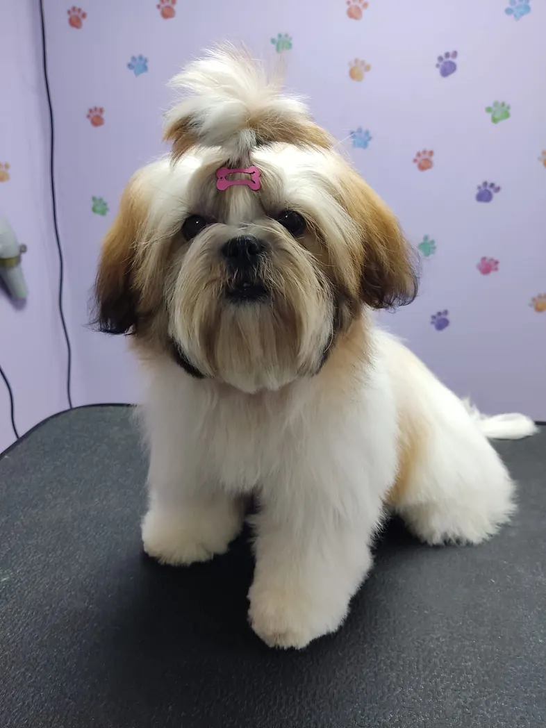 Super-Quick Image Classification with MobileNetV2 3 1*ZkPLjwoOAXObzgmx z15vg