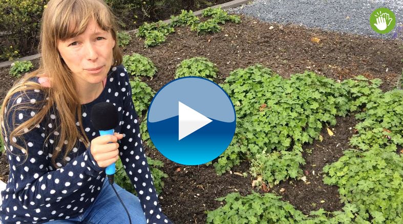 Plant nu al je voorjaarsbollen: alvast bedankt namens de Haagse bijen