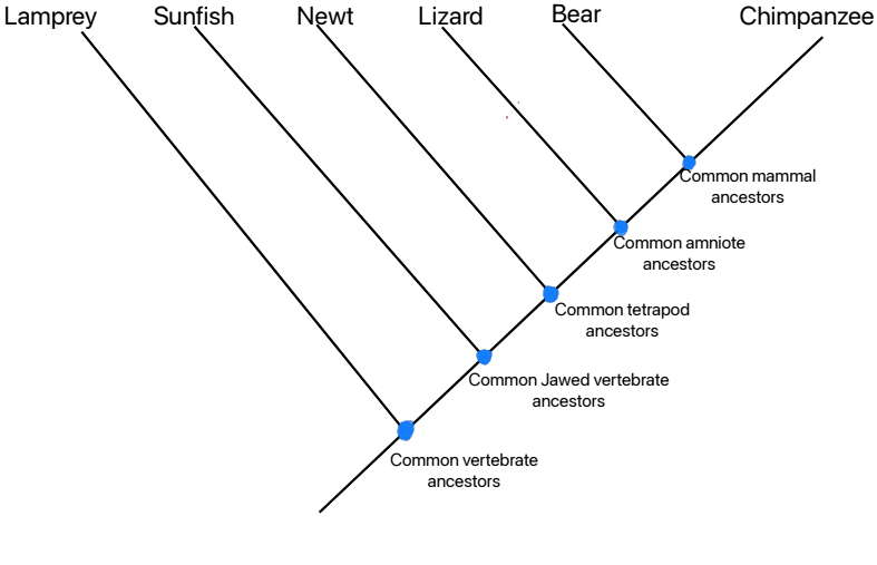Navigating the Tree of Life: Steps to Read a Phylogenetic Trees | by ...