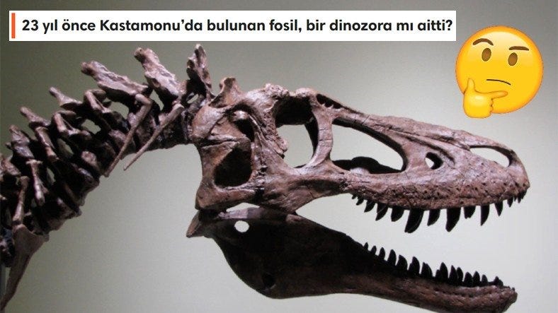 Warum werden bei Ausgrabungen in unserem Land keine Dinosaurierfossilien gefunden?