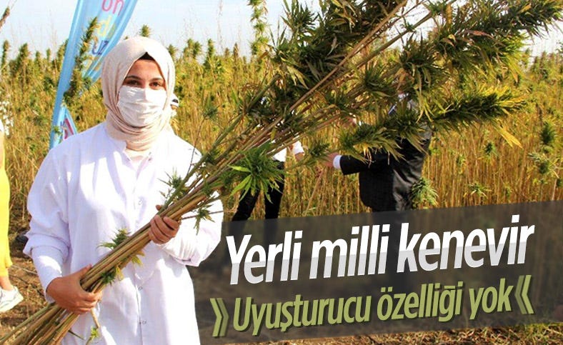Türkiye’nin İlk Yerli Kenevir Çeşitleri TAGEM-Üniversite İş Birliği ile Tescil Ettirildi.