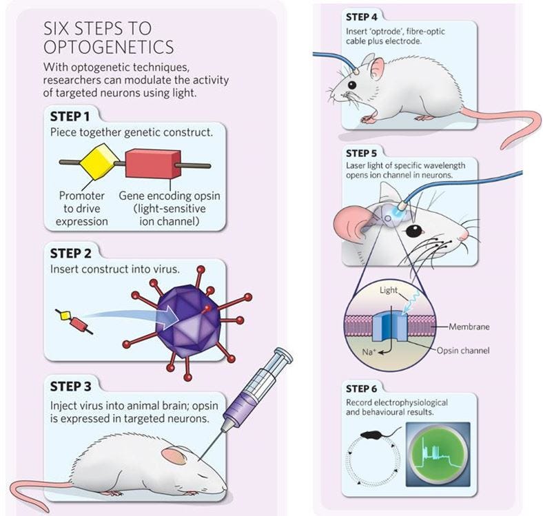 The Pros and Cons of Optogenetics | by Andrew Zhang | Medium