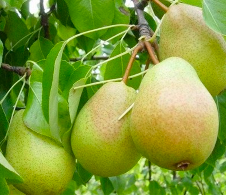 ZeroStorage Data Publishing on Ethereum by Thomas Jay Rush Medium