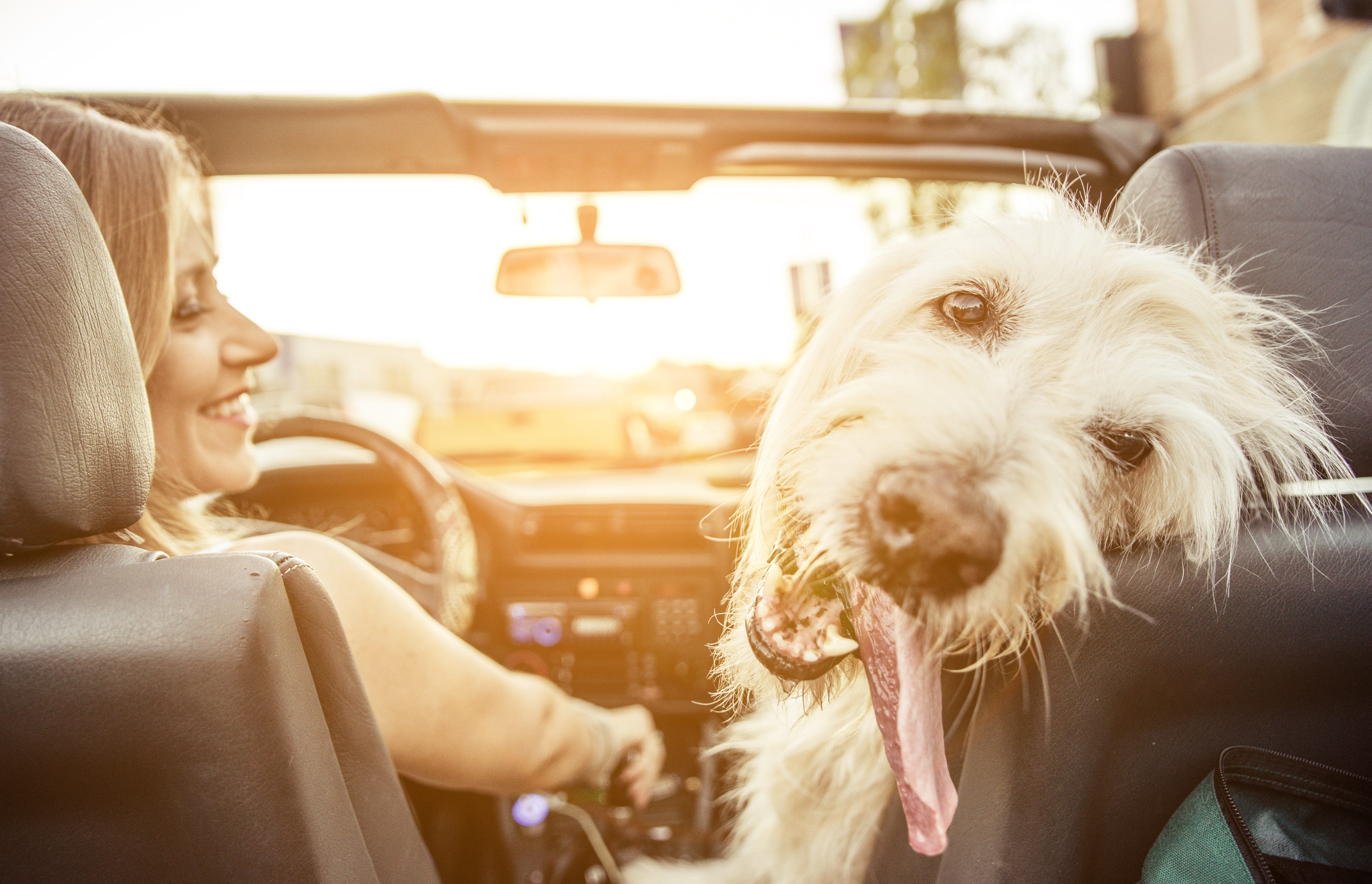How To Help Your Dog Cope With Car Sickness And Travel Stress | by Adaptil  | Happy Hound | Medium