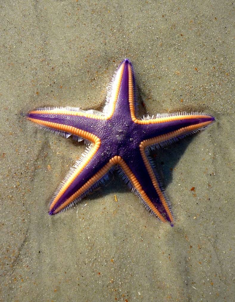 royal-starfish-facts-lets-learn-as-an-entertaining-angler-it-very