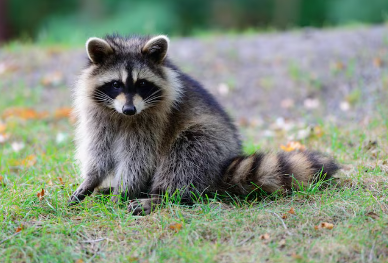 Squirrels Or Raccoons Figuring Out Who’s Actually Living In Your Attic