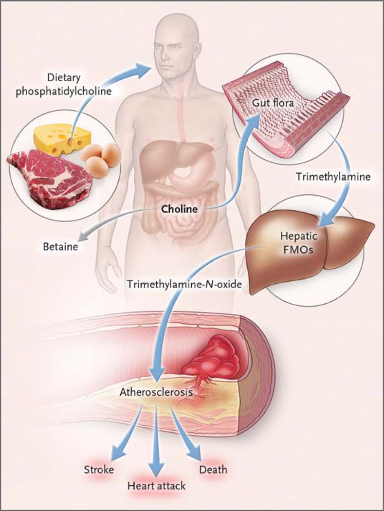 Figure 1. Illustration of the proposed conversion of phosphatidylcholine from food to TMAO, which contributes to CVD. Source: Tang et al., 2013