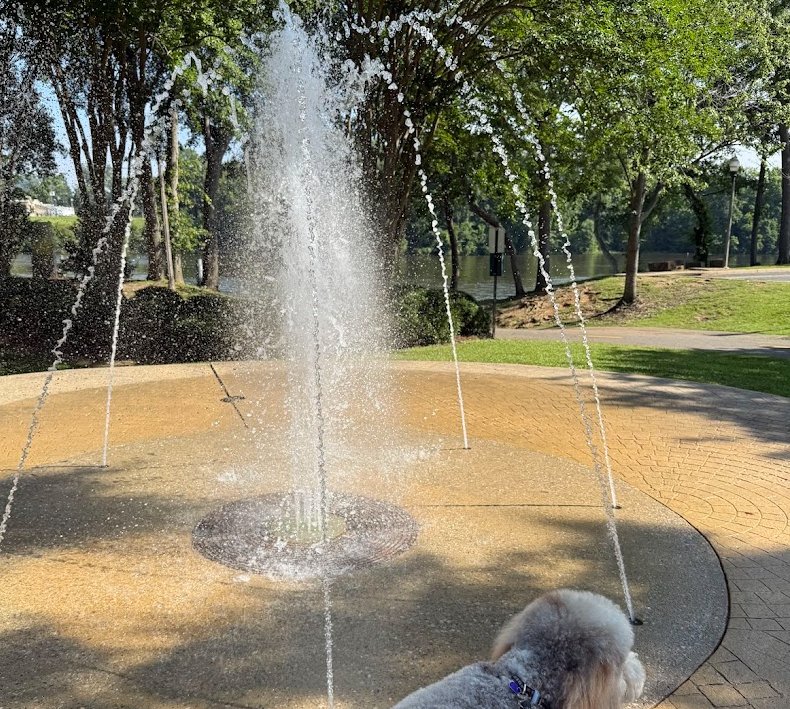 Dog and water fountain.