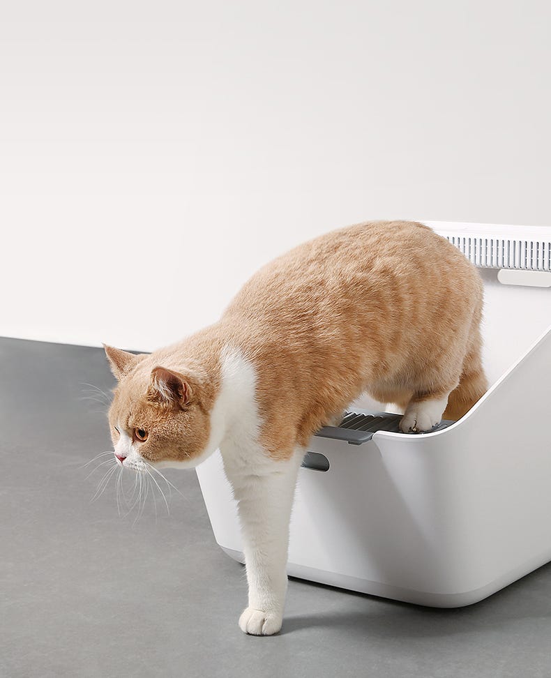 How To Stop A Cat From Pooping On The Floor ICanMeow Medium
