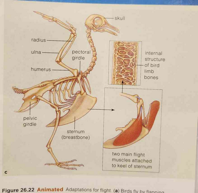 How is a Bird Skeleton Adapted for Flight: Key Features Explained