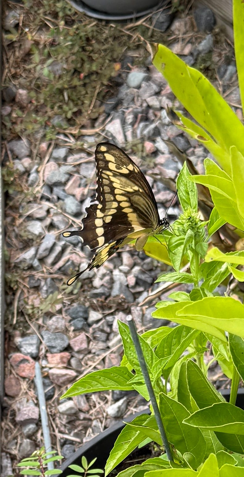 Giant Swallowtail Butterfly on Basil plants- Image © 2025 by author