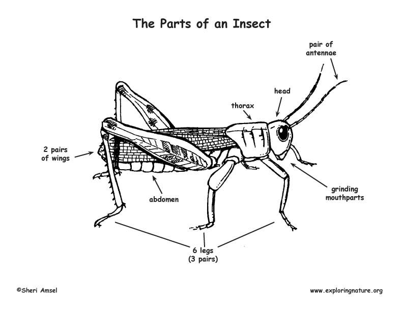 studying-insects-with-homeschoolers-by-hillary-beth-trivette-medium for Free Printable Insect Body Parts Studying Insects With Homeschoolers | by Hillary Beth Trivette | Medium for Free Printable Insect Body Parts