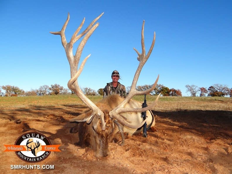 The ultimate Texas elk hunt where to go and what to expect by Squaw