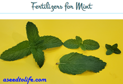 Tips to Grow Healthy Mint. Mint goes in sweet dishes like | by Seedtolife  | Medium