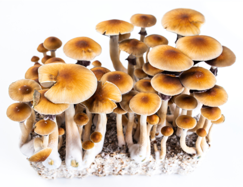 An essential guide to Psilocybe cubensis, including identifying ...