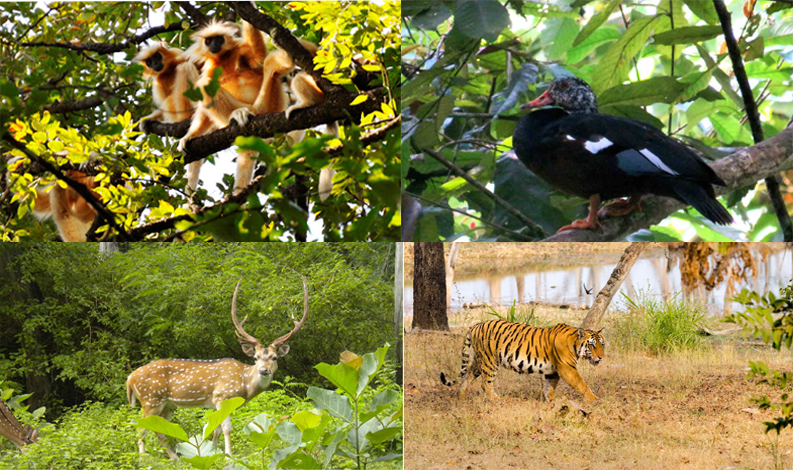 Best Travel Agency in Assam. Welcome to Nature Hunt Tours and… | by ...