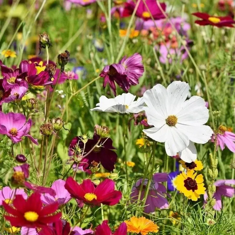 Mélange de fleurs vivaces heirloom : beauté naturelle et biodiversité assurée