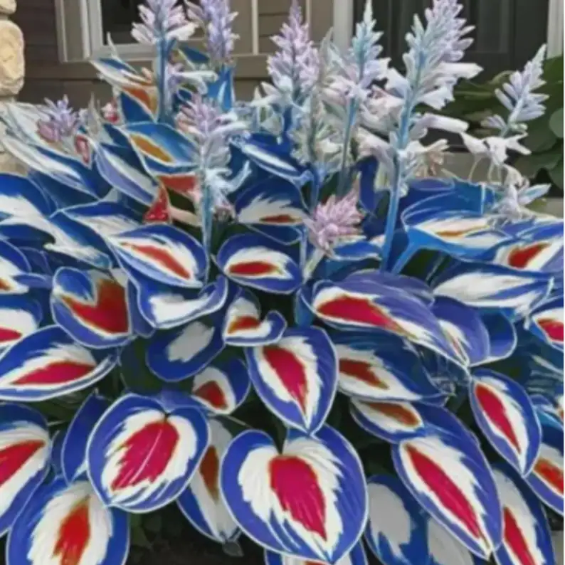 Hosta tricolore : une touche de couleur raffinée pour jardins à l’ombre